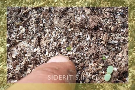 Tender seedling